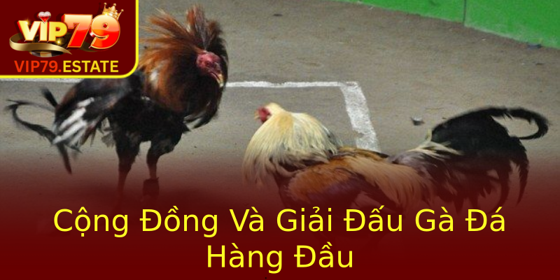 Cộng Đồng Và Giải Đấu Gà Đá Hàng Đầu Cộng Đồng Và Giải Đấu Gà Đá Hàng Đầu