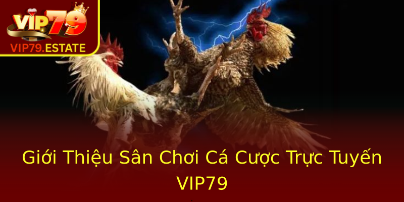 Giới Thiệu Sân Chơi Cá Cược Trực Tuyến VIP79 Giới Thiệu Sân Chơi Cá Cược Trực Tuyến VIP79