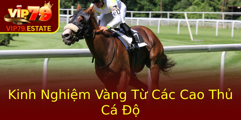 Kinh Nghiệm Vàng Từ Các Cao Thủ Cá Độ Kinh Nghiệm Vàng Từ Các Cao Thủ Cá Độ